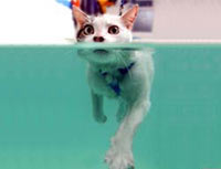 http://press.try.md/images/body/Cat-swiming_200.jpg